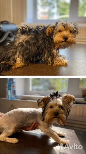 Груминг собак