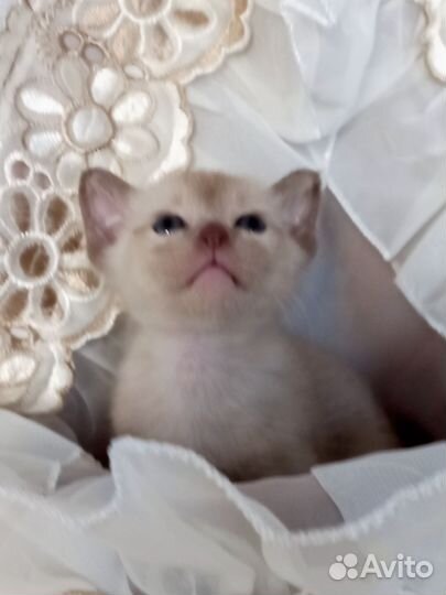 Бурманские малыши-переезд в сентябре