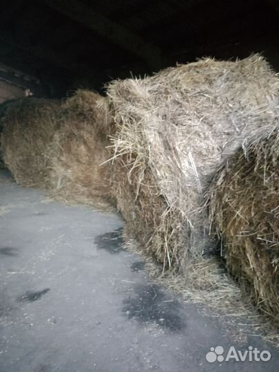 Сено люцерны в тюках