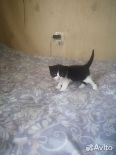 Отдам в добрые руки