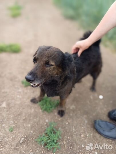 Пристраиваем собачку,дворняга