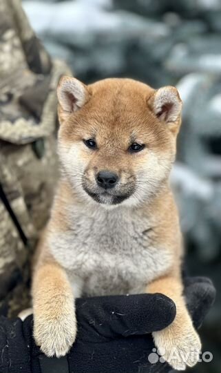 Щенки сиба ину