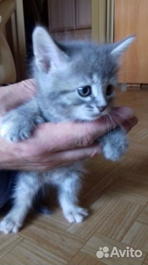 4 котенка: 1 девочка и 3 мальчика