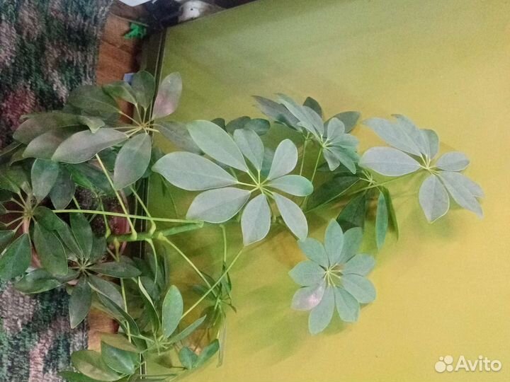Шефлера