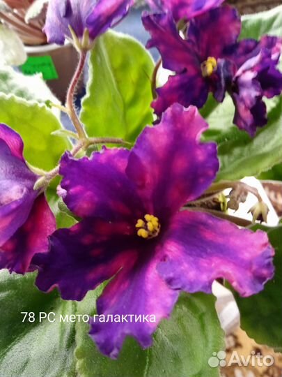 Продам сортовые фиалки