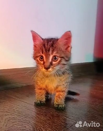 Полосатый котенок