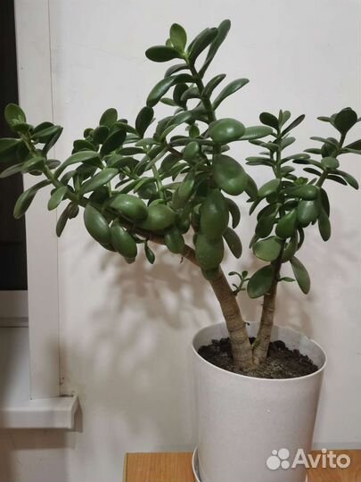 Цветы Алоэ вера