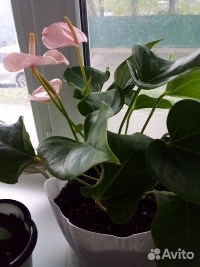 Антуриум joly