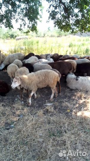 Овцы бараны