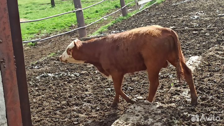 Бычки на откорм сементалы смесь с лимузином