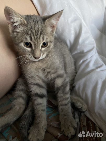 Кошка бесплатно