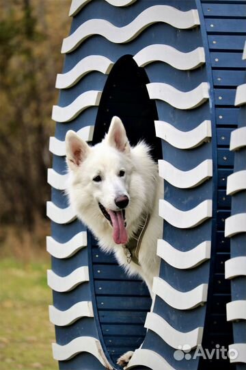 Фотосессия с Белой Швейцарской Овчаркой