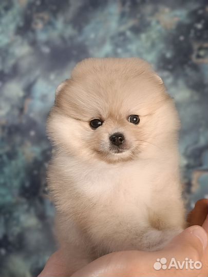 Шпицы мини малыши