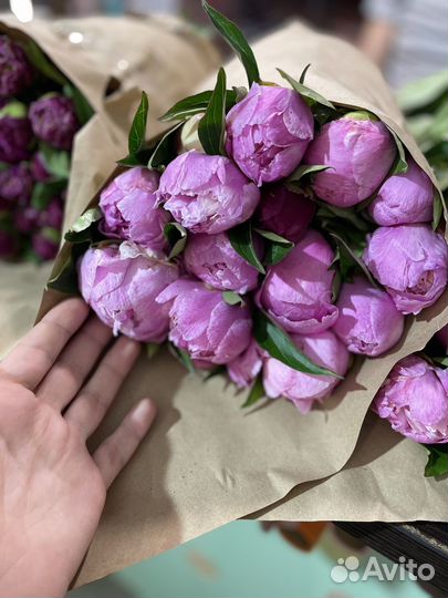 Пионы
