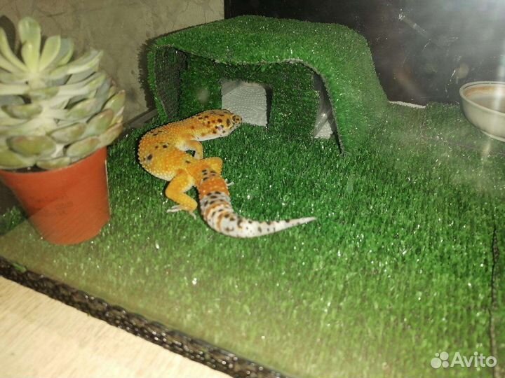 Геккон эублефар