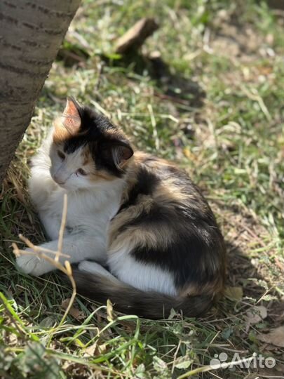 Котята в добрые руки мальчик и девочка