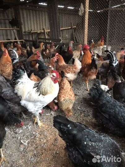 Петухи Домашние Цветные