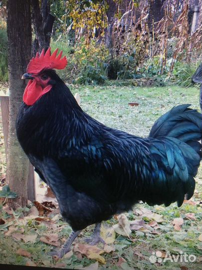 Индюшата, цыплята, инкубационное яйцо