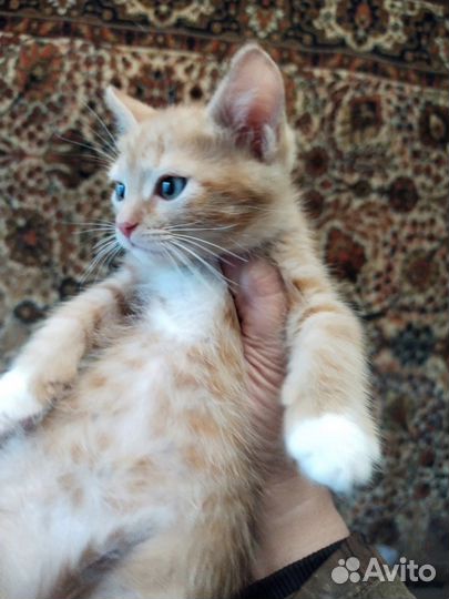 Рыжий котёнок в поиске дома