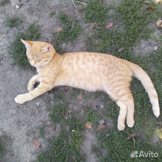 Котенок мальчик бесплатно