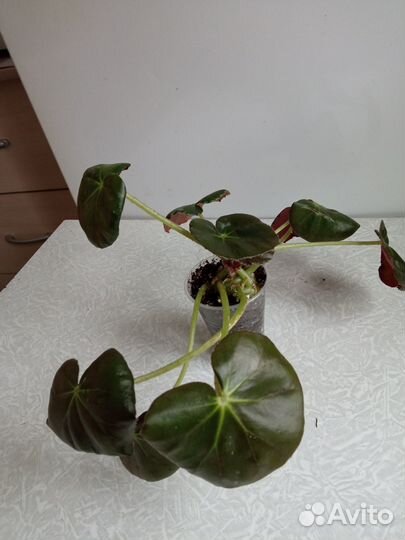 Домашние цветы