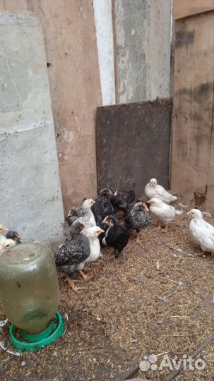 Цыплята несушки подрощенные