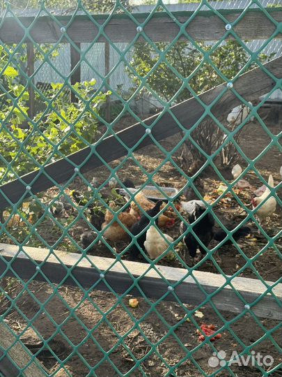 Яйца домашние