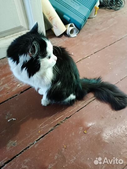 Найден котик