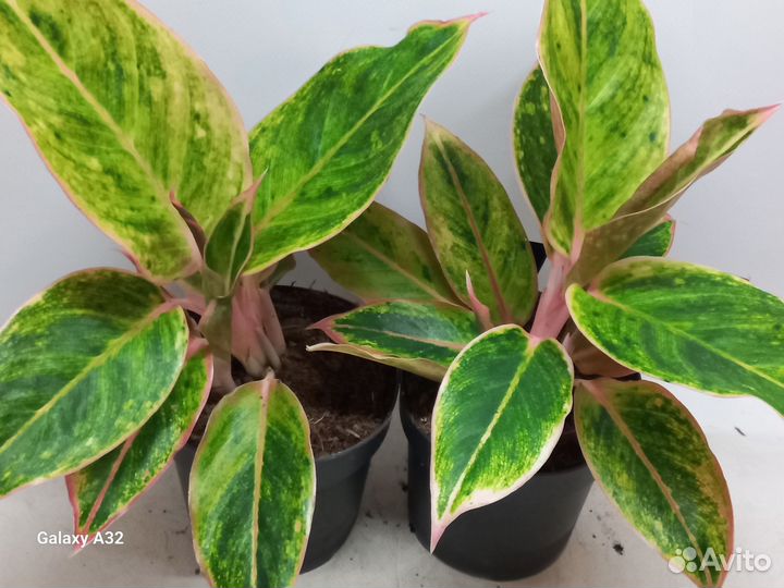 Аглаонема салмон фэнтези