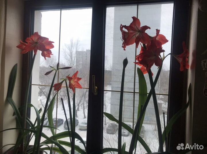 Гиппиаструм