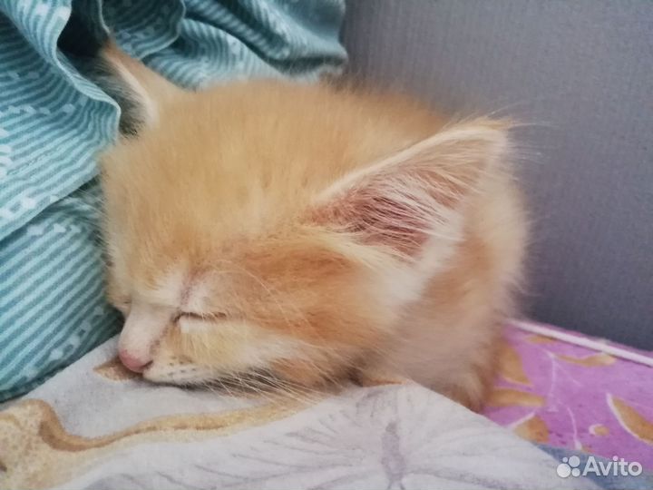 Рыжий котёнок мальчик