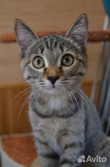 Котенок 4 месяца девочка Туся