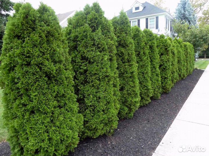 Туи брабант