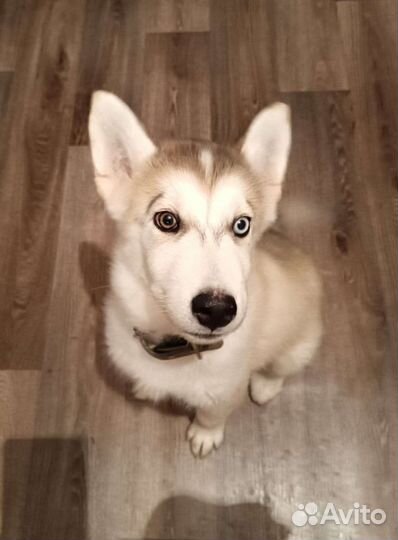 Аляскинский маламут