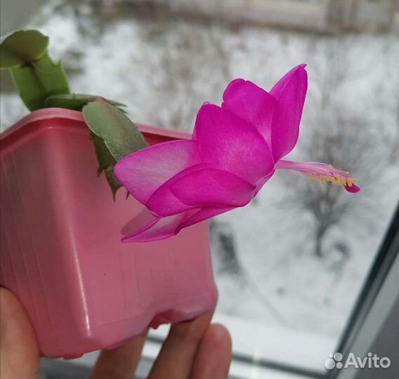 Шлюмбергера Розовая,Оранж.,Малина комнатные цветы
