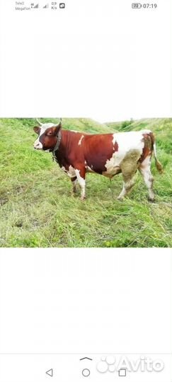 Айширский Бычок