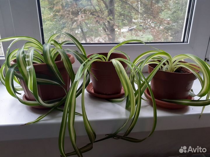 Хлорофитум