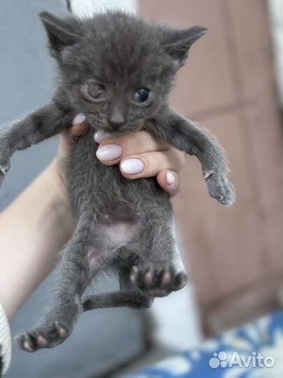 В добрые руки котята