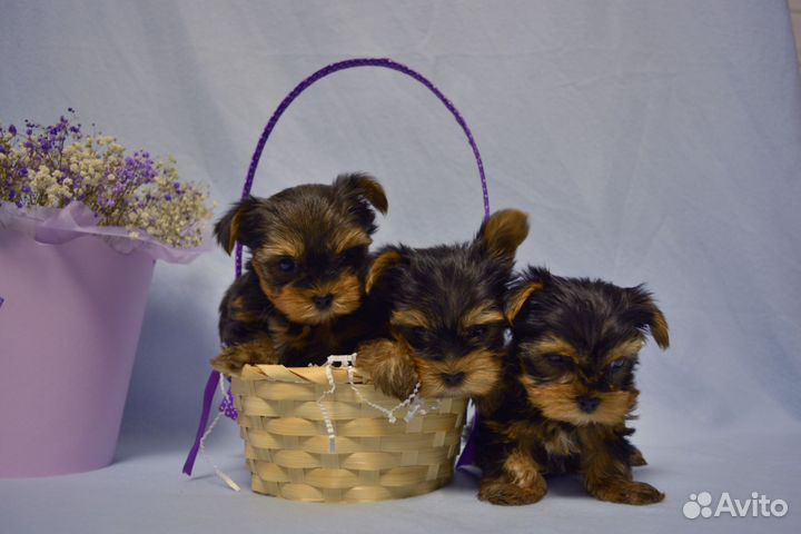 Йоркширский терьер