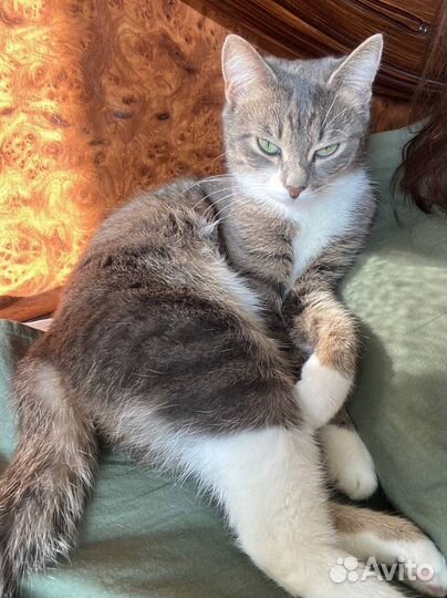 Очень ласковая и нежная кошка