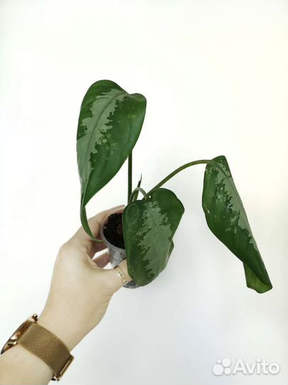 Аглаонема Крит, Йок Канхана, Бьюти Паттайя