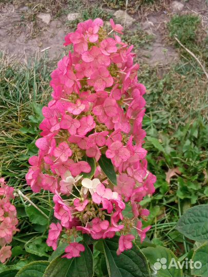 Гортензия метельчатая, саженцы в горшках Р9