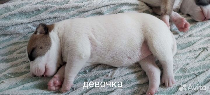 Щенок в добрые руки бесплатно