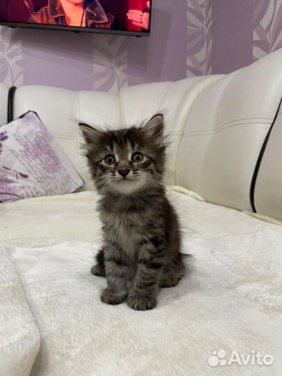 Котенок