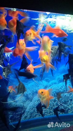 Рыбки опт