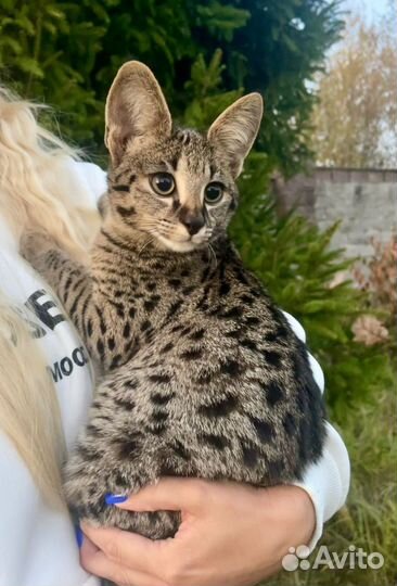 Саванна ф1 мальчик