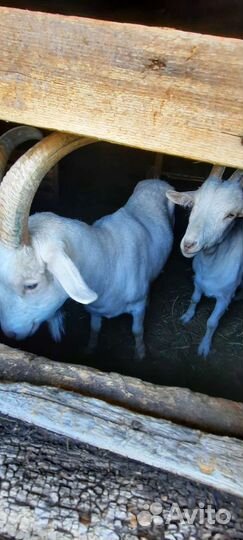 Коза дойная молочная