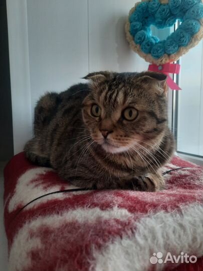 Котик ищет дом