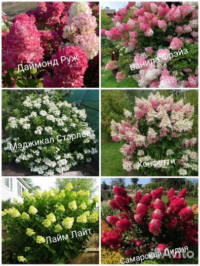 Гортензии 6 сортов