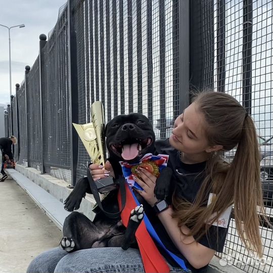 Вязка. Стаффордширский бультерьер. Стаффи